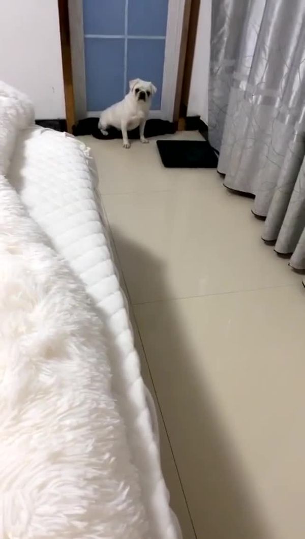 几万泡到的学生妹,约到家中啪啪