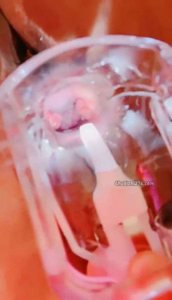【直播探花】音酱Oo 1 20240322