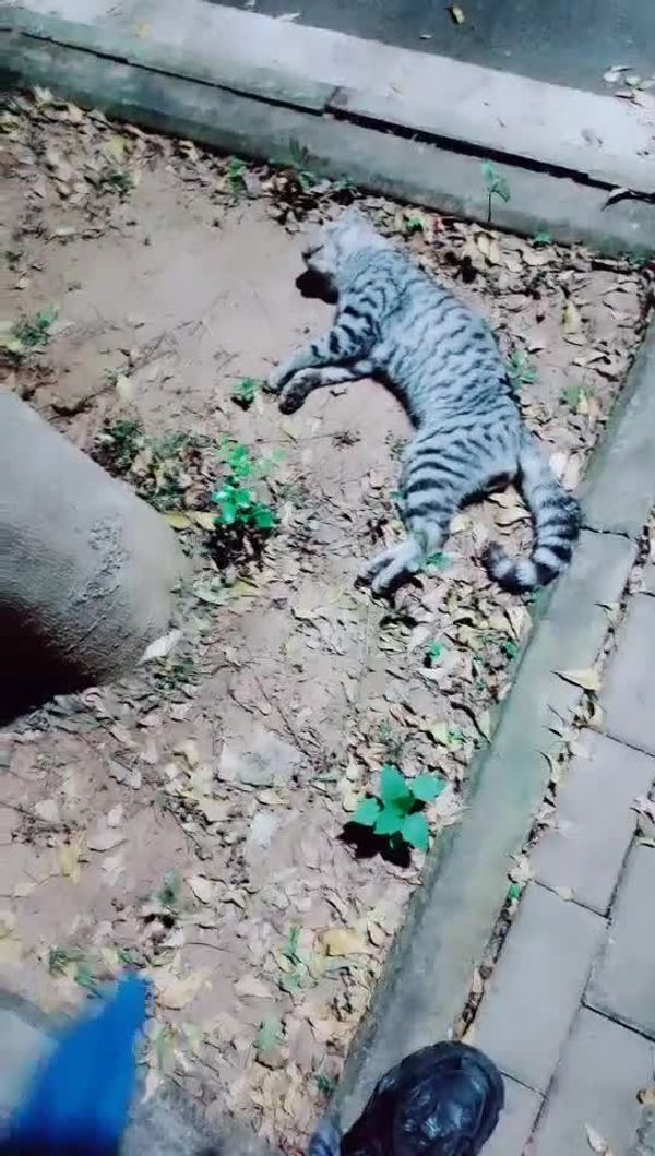 探花 第一女探花回归 3P 20220307期